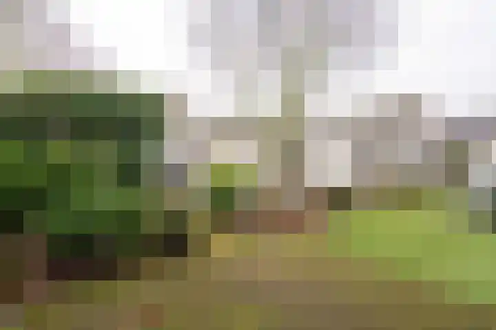 Iepenlaan 15 Geesbrug thumbnail 34