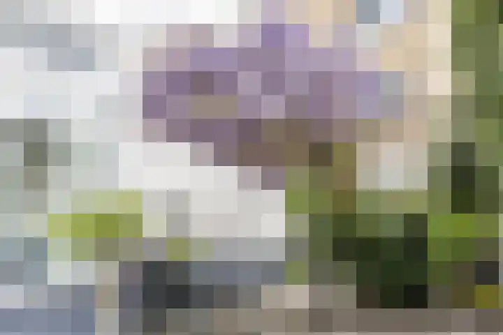 Iepenlaan 19 Bussum thumbnail 35