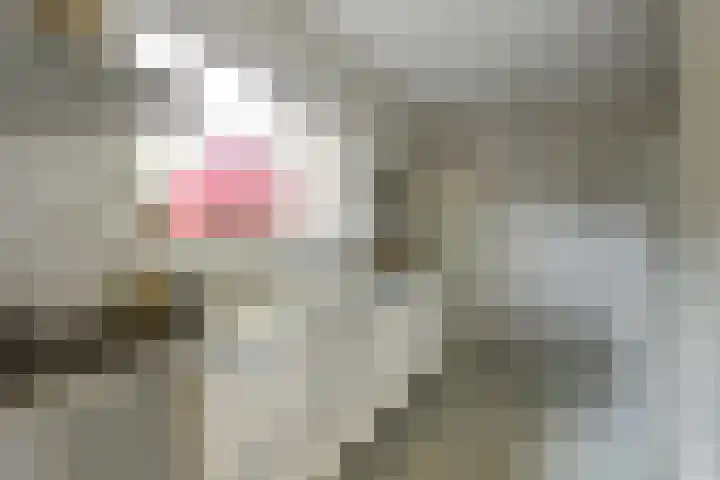Iepenlaan 19 Zuid-Scharwoude thumbnail 12