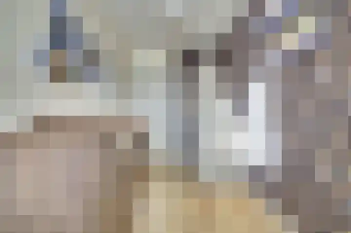 Iepenlaan 2 D Spijkenisse thumbnail 22