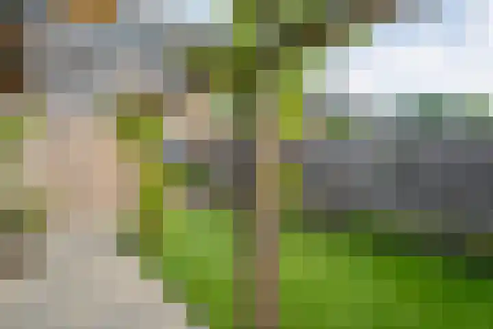 Iepenlaan 20 Balkbrug thumbnail 28