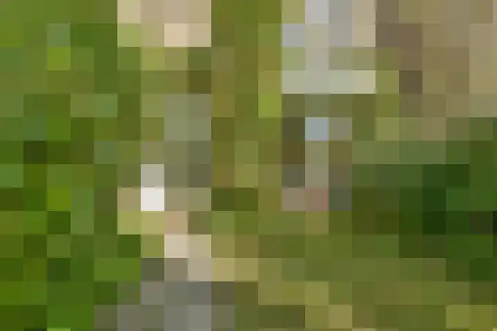 Iepenlaan 34 Dordrecht thumbnail 9