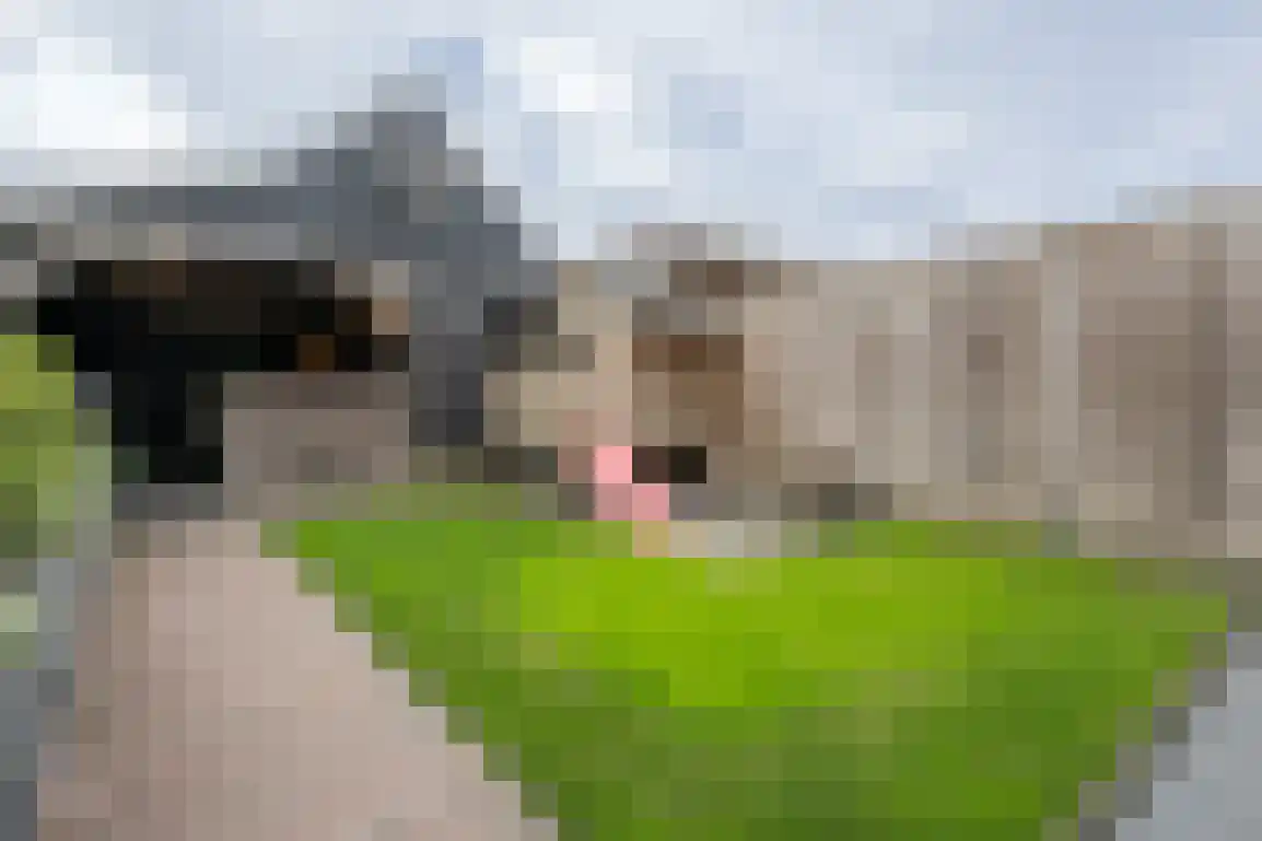 Iepenlaan 41 Dirksland thumbnail 35
