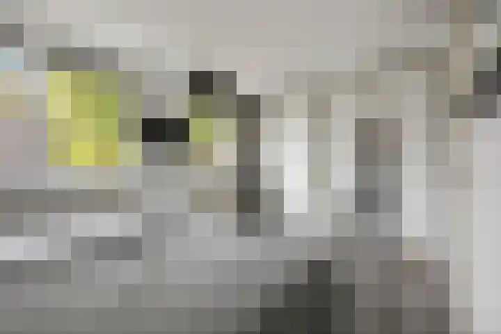Iepenlaan 60 Duiven thumbnail 20
