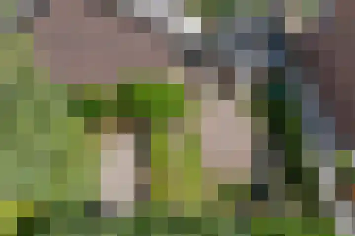 Iepenlaan 8 Geesbrug thumbnail 43