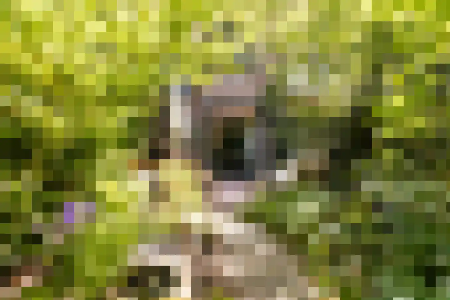 Iepenlaan 95 Bilthoven thumbnail 39