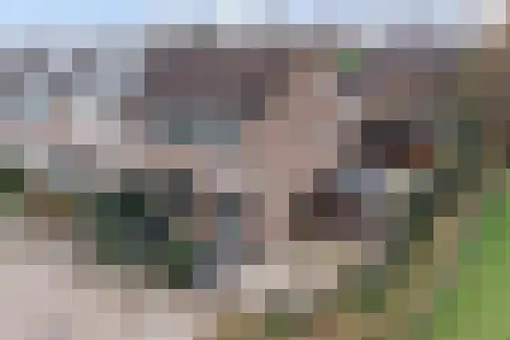 Iepstraat 13 Boven-Leeuwen thumbnail 38