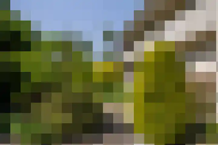 Iepstraat 7 's-Gravenzande thumbnail 31