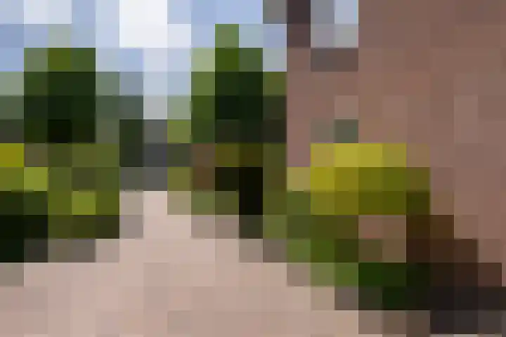 Iepstraat 7 's-Gravenzande thumbnail 32