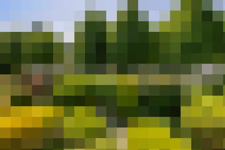 Iepstraat 7 's-Gravenzande thumbnail 47