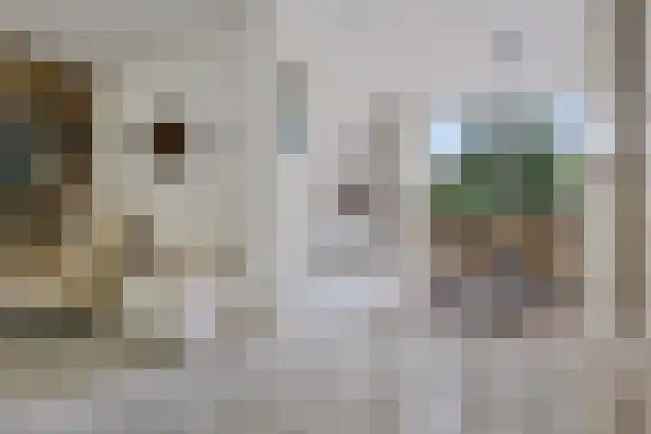 Ifftemalaan 13 Leek thumbnail 10