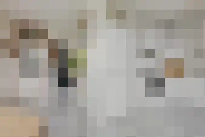 Ifftemalaan 13 Leek thumbnail 14