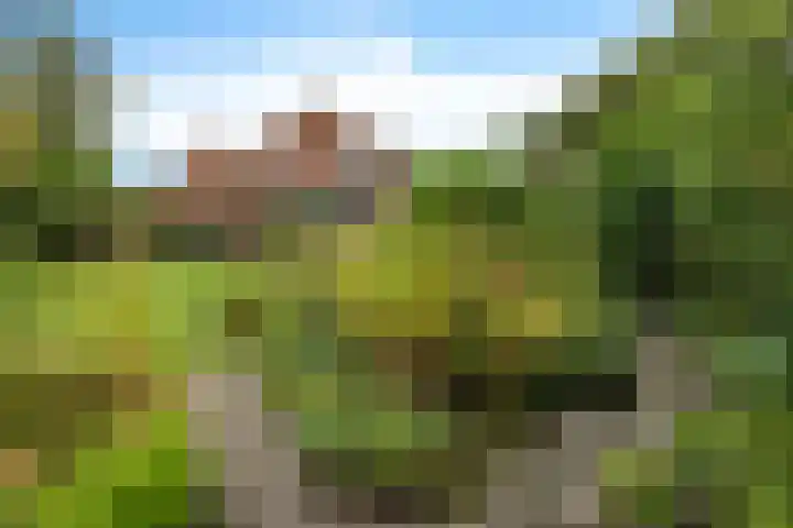 Ifftemalaan 13 Leek thumbnail 35
