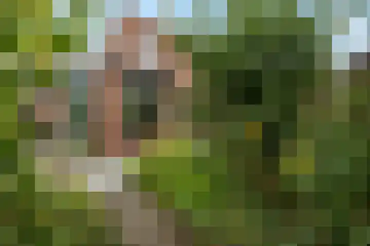 Ifftemalaan 13 Leek thumbnail 36