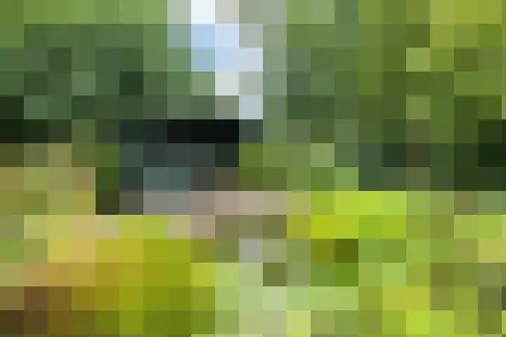 Ifftemalaan 13 Leek thumbnail 38