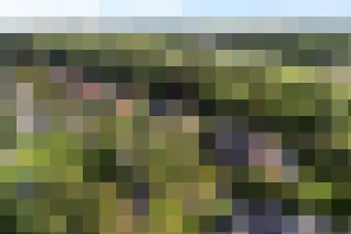 Ifftemalaan 13 Leek thumbnail 39