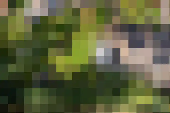 Ifftemalaan 13 Leek thumbnail 4