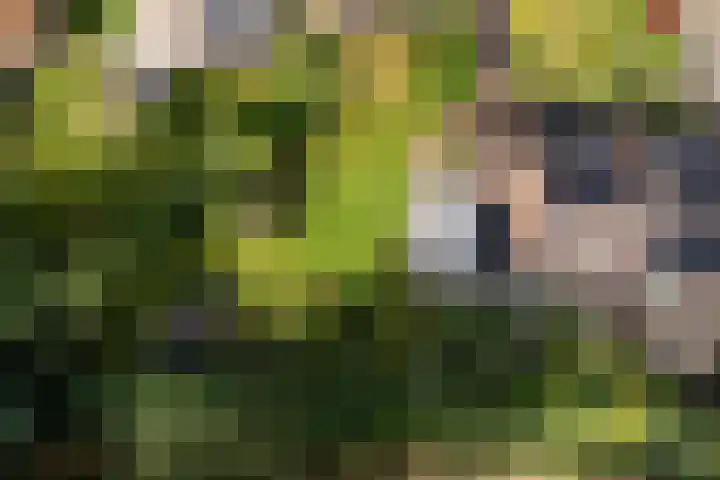 Ifftemalaan 13 Leek thumbnail 40