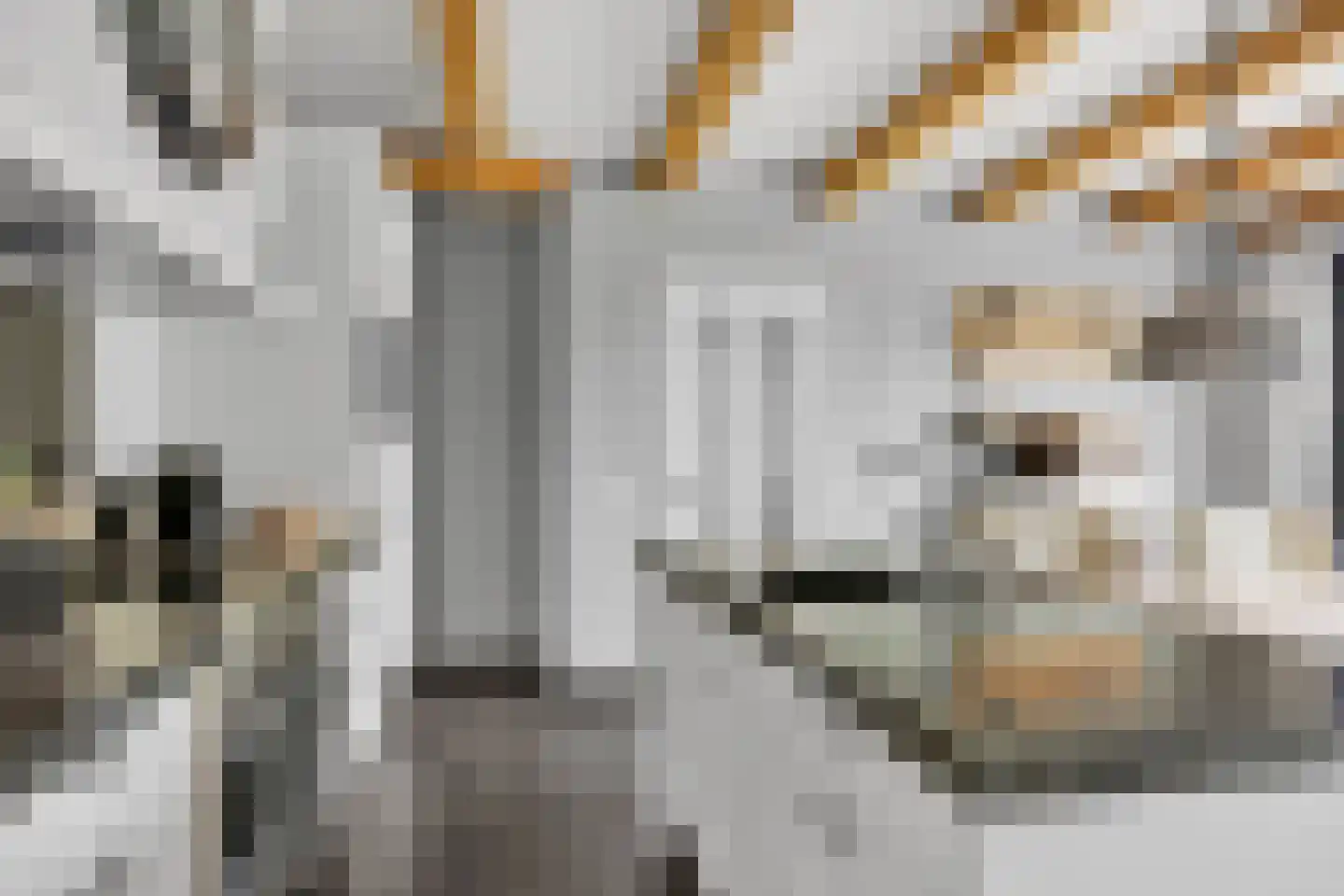 Ige Galamawei 14 Oudega thumbnail 26