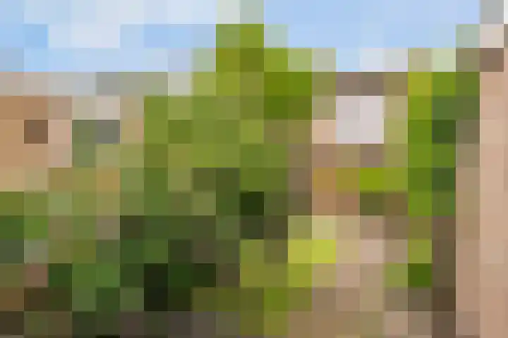 Iikmoune 13 Gorredijk thumbnail 15