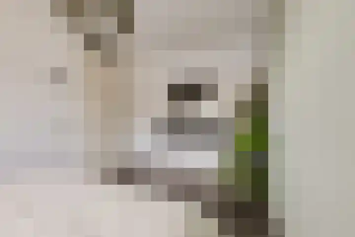 IJmeerstraat 83 Berkel en Rodenrijs thumbnail 21