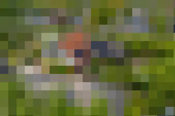 IJpeijsingel 42 Ryptsjerk thumbnail 11