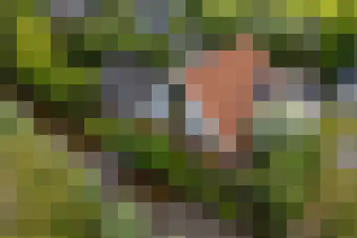 IJpeijsingel 42 Ryptsjerk thumbnail 33