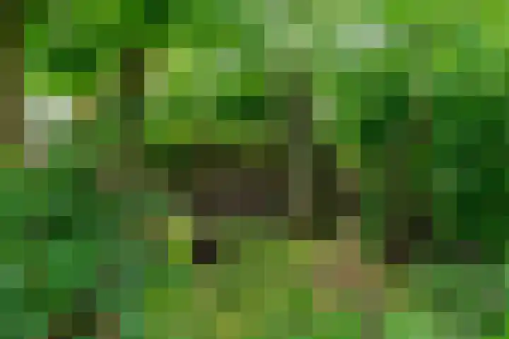 IJpeijsingel 42 Ryptsjerk thumbnail 59