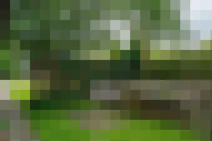 IJpeijsingel 42 Ryptsjerk thumbnail 63