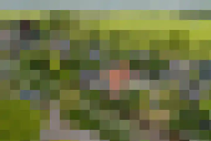IJpeijsingel 42 Ryptsjerk thumbnail 66