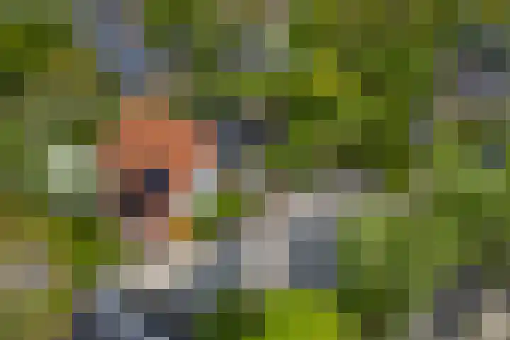 IJpeijsingel 42 Ryptsjerk thumbnail 7