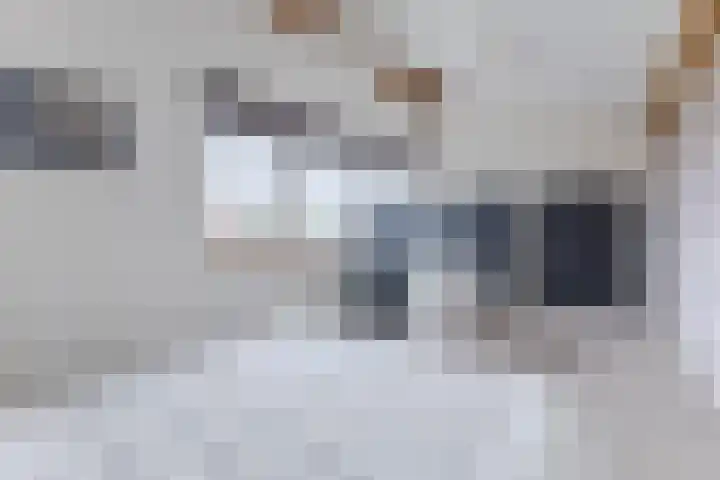 IJsbloem 27 Assendelft thumbnail 41