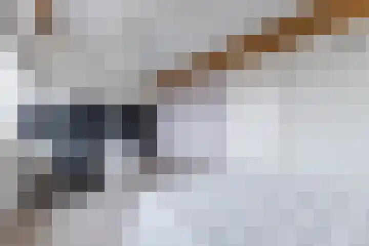 IJsbloem 27 Assendelft thumbnail 42