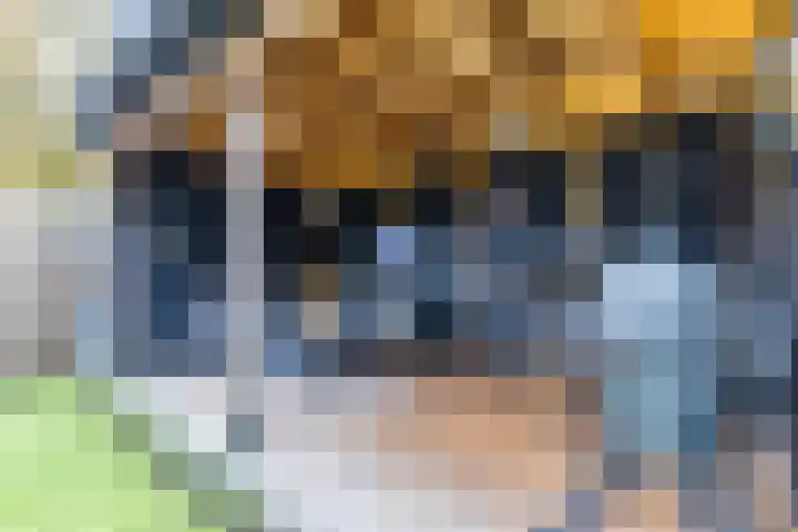 IJsbloem 27 Assendelft thumbnail 47