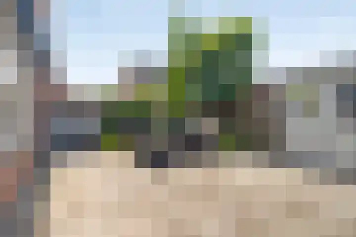 IJslandmos 19 Bergschenhoek thumbnail 13