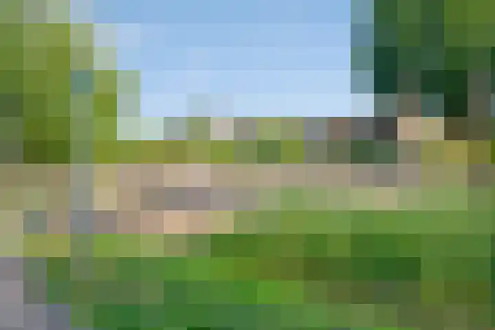 IJslandmos 19 Bergschenhoek thumbnail 34