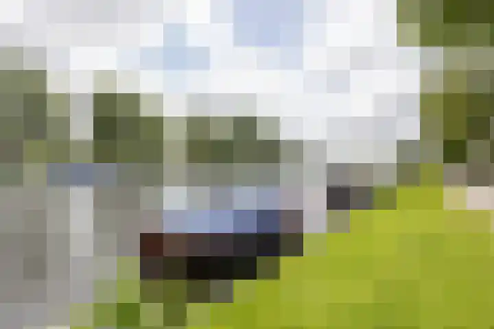 IJslandpark 63 Haarlem thumbnail 36