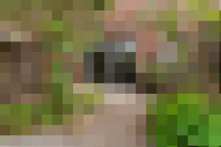 IJssellaan 60 Arnhem thumbnail 40