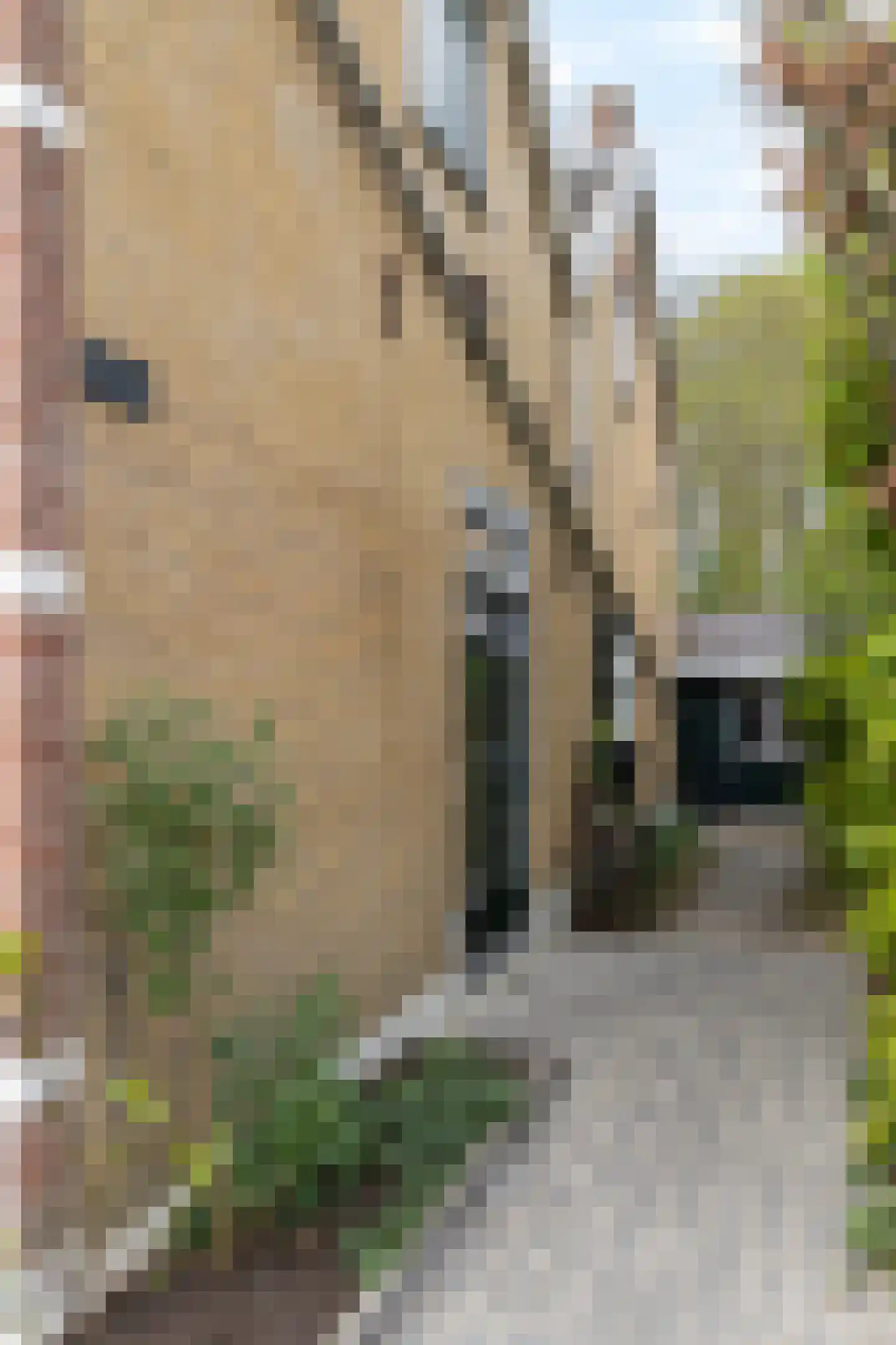 IJsselmondselaan 241 Rotterdam thumbnail 34