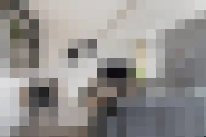 IJsseloord 186 Woerden thumbnail 10