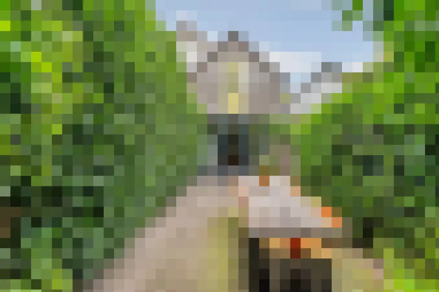 IJsselstraat 62 Velp thumbnail 36