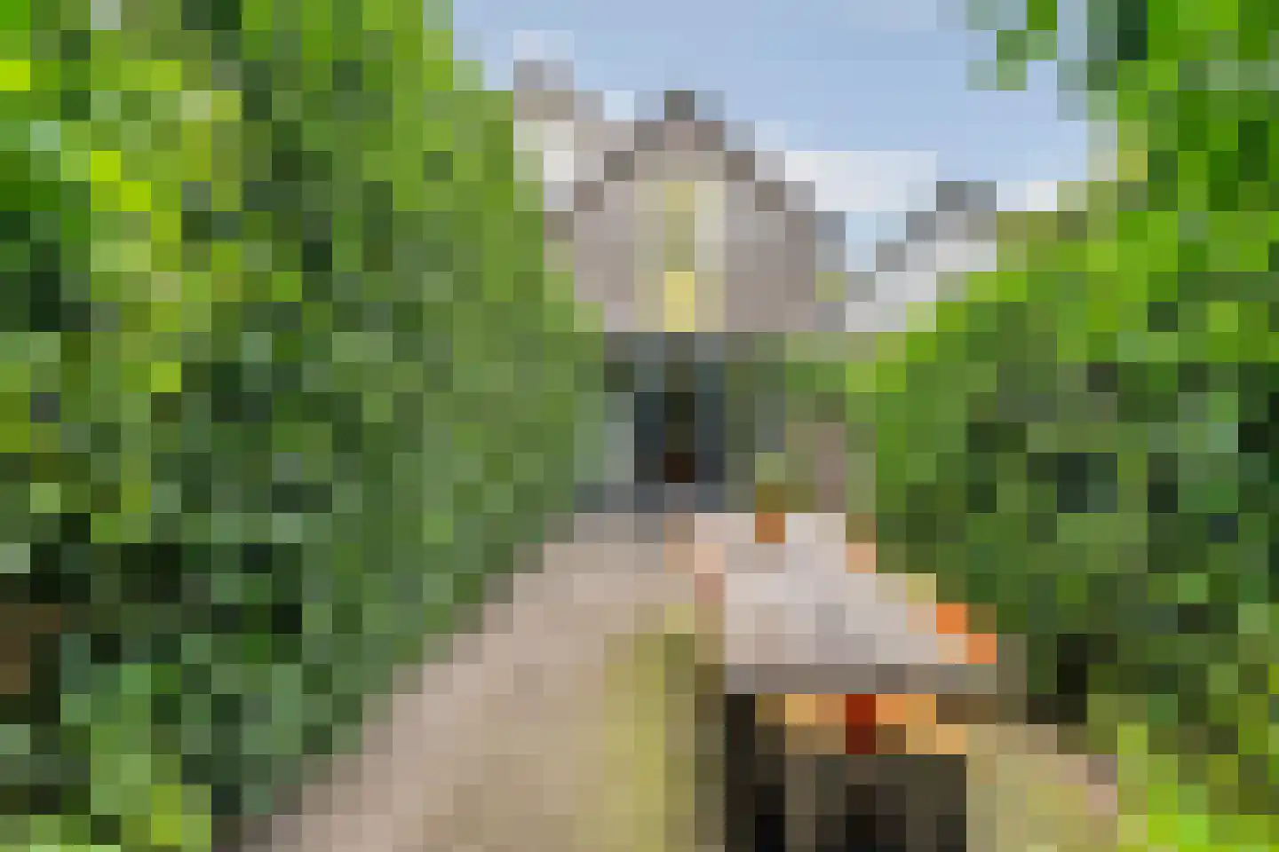 IJsselstraat 62 Velp thumbnail 5