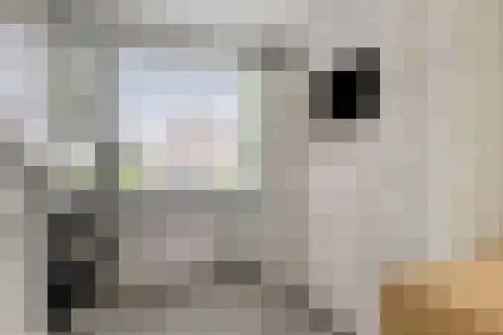 IJsselstraat 7 Krimpen aan den IJssel thumbnail 25