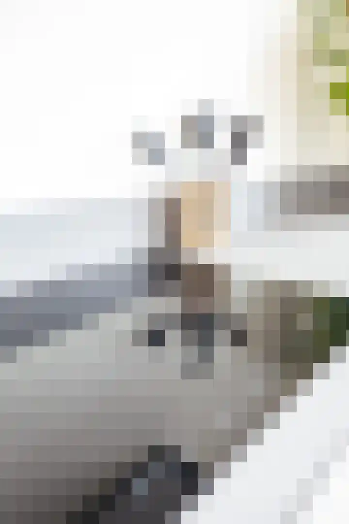 IJsvogel 1 Hoogkarspel thumbnail 15