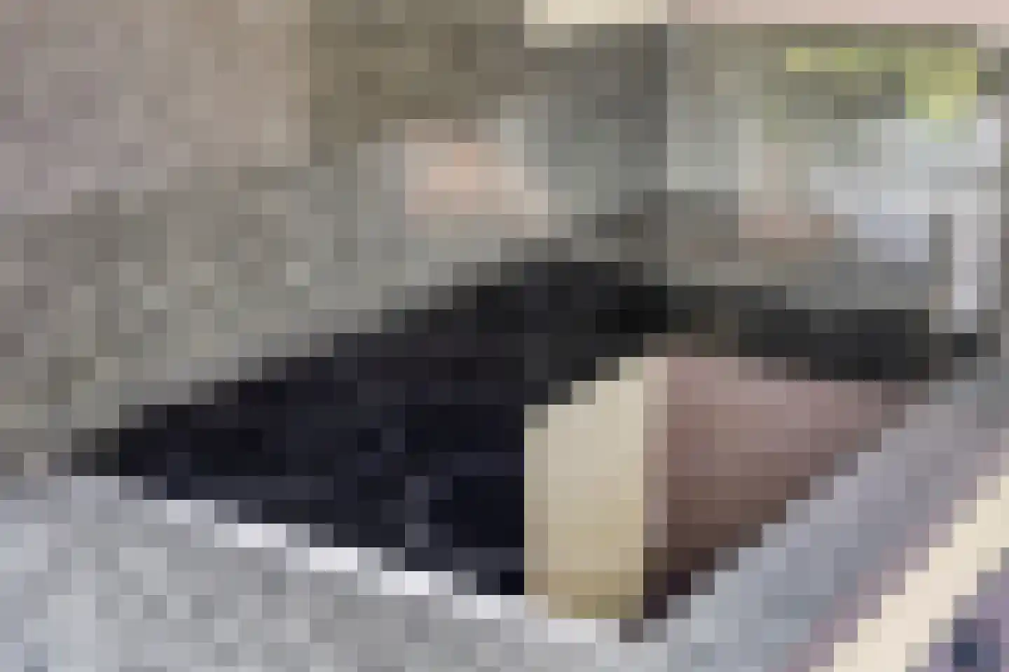 IJsvogel 105 Lichtenvoorde thumbnail 15