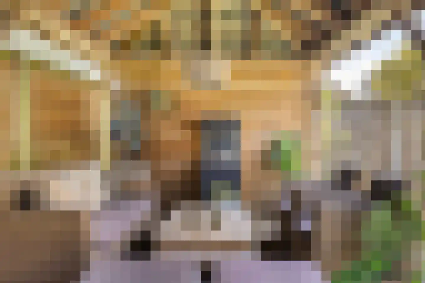IJsvogel 105 Lichtenvoorde thumbnail 35