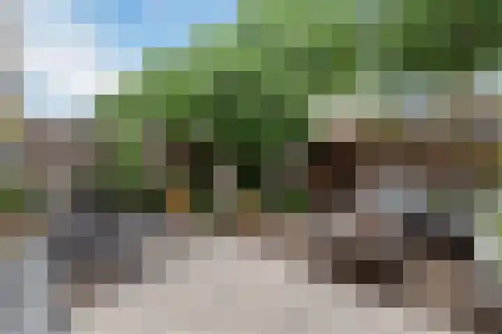 IJsvogel 11 Alblasserdam thumbnail 25