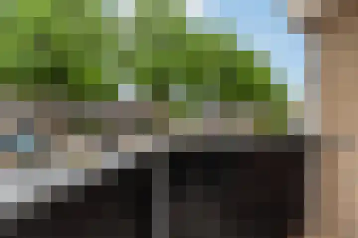 IJsvogel 11 Alblasserdam thumbnail 35