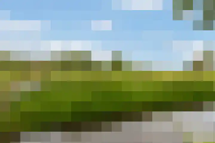 IJsvogel 11 Alblasserdam thumbnail 37