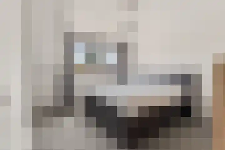 IJsvogel 11 Sliedrecht thumbnail 19